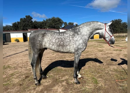 Andalusiër, Hengst, 5 Jaar, 163 cm, Appelschimmel