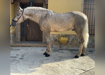 Andalusiër, Hengst, 5 Jaar, 163 cm, Palomino