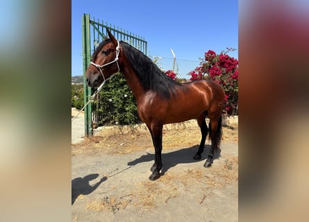 Andalusiër, Hengst, 5 Jaar, 165 cm, Bruin