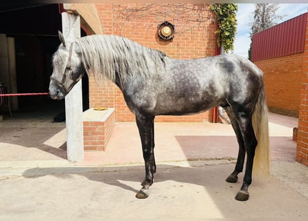 Andalusiër, Hengst, 5 Jaar, 165 cm, Schimmel