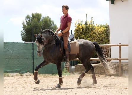 Andalusiër, Hengst, 5 Jaar, 167 cm, Schimmel