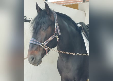 Andalusiër, Hengst, 5 Jaar, 168 cm, Zwart