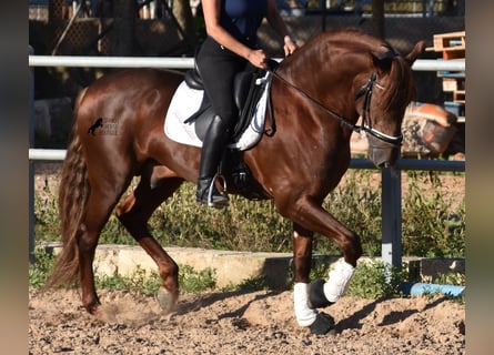 Andalusier, Hengst, 5 Jahre, 158 cm, Fuchs