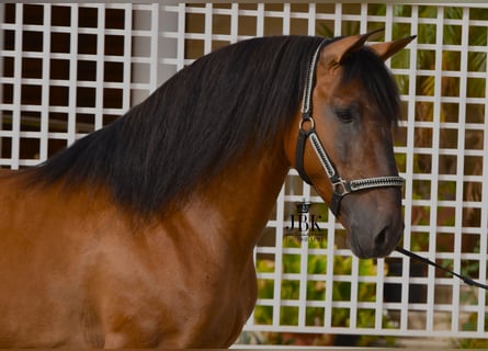 Andalusier, Hengst, 5 Jahre, 160 cm, Brauner