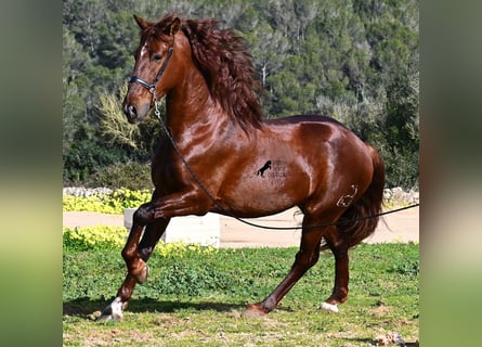 Andalusier, Hengst, 5 Jahre, 160 cm, Fuchs