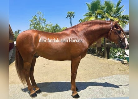 Andalusier, Hengst, 5 Jahre, 167 cm, Fuchs