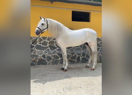 Andalusier, Hengst, 5 Jahre, 168 cm, Schimmel