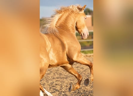 Andalusiër, Hengst, 6 Jaar, 161 cm, Champagne