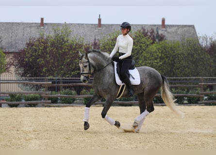 Andalusiër, Hengst, 6 Jaar, 162 cm, Schimmel
