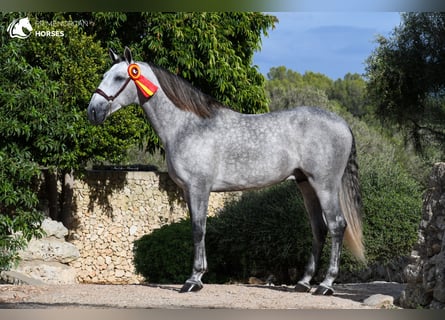 Andalusier, Hengst, 6 Jahre, 162 cm, Schimmel