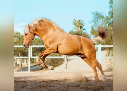 Andalusiër, Hengst, 6 Jaar, 163 cm, Palomino