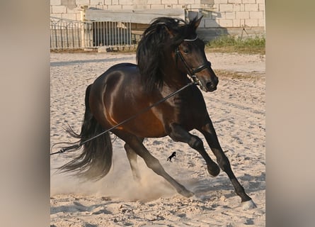 Andalusiër, Hengst, 6 Jaar, 167 cm, Donkerbruin