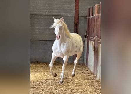 Andalusier, Hengst, 6 Jahre, 150 cm, Cremello