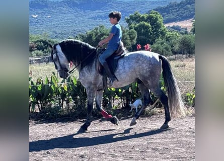 Andalusier, Hengst, 6 Jahre, 162 cm, Apfelschimmel