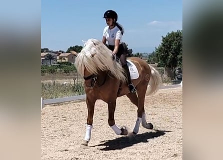 Andalusier, Hengst, 6 Jahre, 162 cm, Palomino