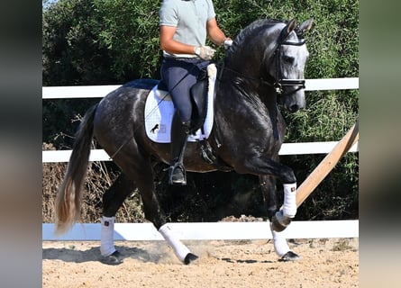 Andalusier, Hengst, 6 Jahre, 165 cm, Schimmel