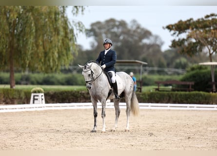 Andalusier, Hengst, 6 Jahre, 166 cm, Schimmel