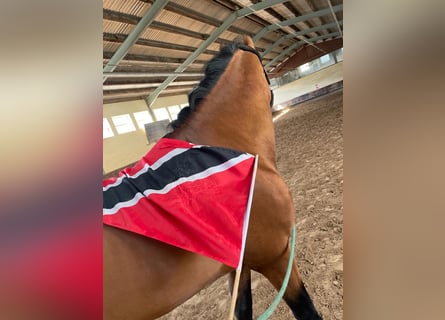 Andalusier, Hengst, 6 Jahre, 168 cm, Brauner