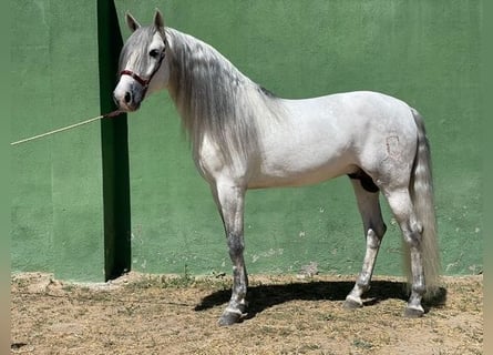 Andalusiër, Hengst, 7 Jaar, 165 cm, Schimmel