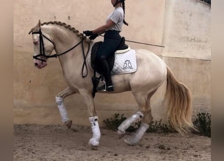 Andalusier, Hengst, 7 Jahre, 160 cm, Perlino