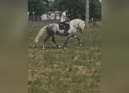 Andalusier Mix, Hengst, 7 Jahre, 160 cm, Schimmel