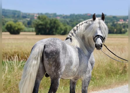 Andalusier, Hengst, 7 Jahre, 160 cm, Schimmel