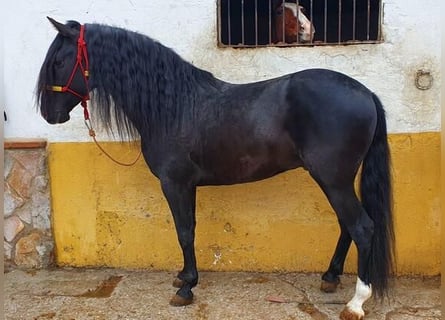 Andalusier, Hengst, 7 Jahre, 162 cm, Rappe