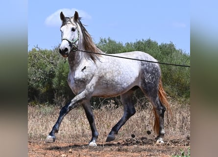 Andalusier, Hengst, 7 Jahre, 169 cm, Schimmel