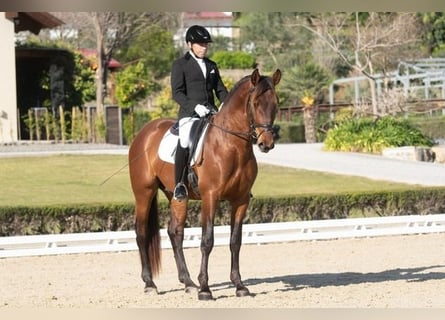 Andalusier, Hengst, 7 Jahre, Rotbrauner