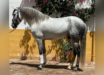 Andalusiër, Hengst, 8 Jaar, 158 cm, Appelschimmel