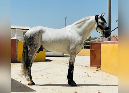 Andalusiër, Hengst, 8 Jaar, 158 cm, Appelschimmel