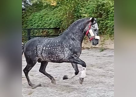 Andalusiër, Hengst, 8 Jaar, 159 cm, Appelschimmel