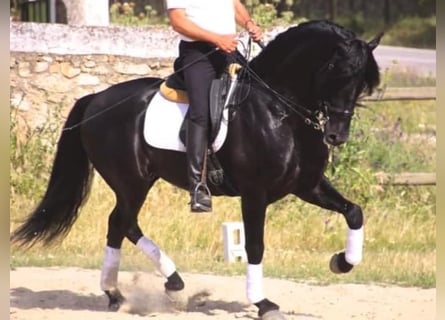 Andalusiër, Hengst, 8 Jaar, 166 cm, Zwart