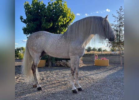 Andalusier, Hengst, 8 Jahre, 158 cm, Apfelschimmel