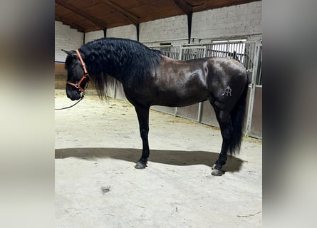 Andalusier, Hengst, 8 Jahre, 166 cm, Rappe