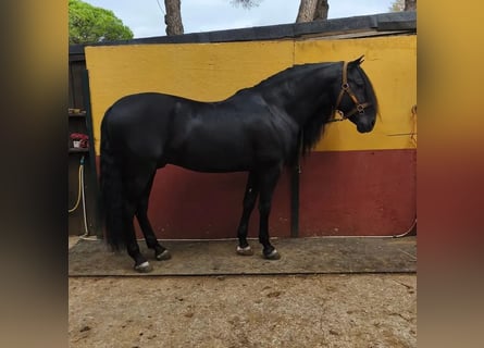 Andalusier, Hengst, 8 Jahre, 169 cm