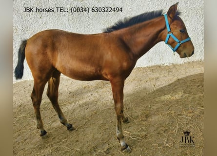 Andalusiër, Hengst, Veulen (04/2025), 164 cm, Bruin