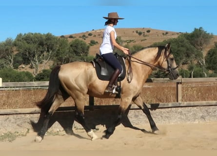 Andalusier, Hingst, 10 år, 168 cm, Gulbrun