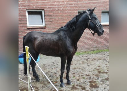 Andalusier, Hengst, 14 Jahre, 155 cm, Rappe