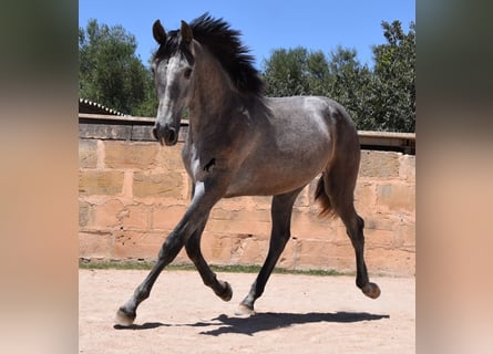 Andalusier, Hingst, 1 år, 168 cm, Grå