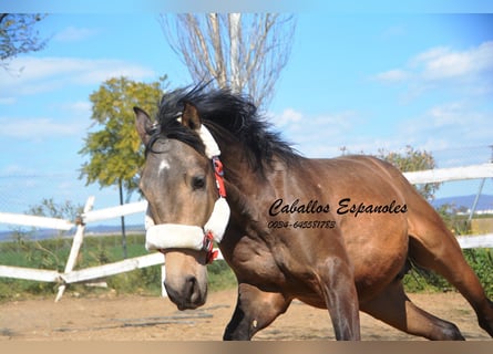 Andalusier, Hingst, 2 år, 156 cm, Gulbrun