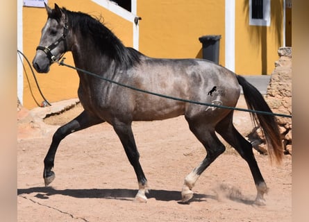 Andalusier, Hingst, 2 år, 170 cm, Grå