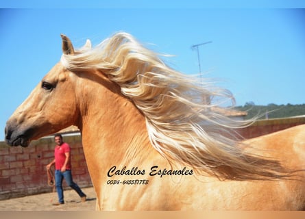 Andalusier, Hingst, 3 år, 149 cm, Palomino