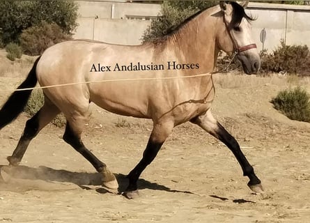 Andalusier, Hingst, 3 år, 158 cm, Gulbrun