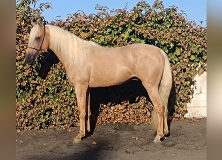 Andalusier, Hingst, 3 år, Palomino