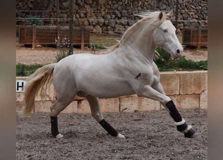 Andalusier, Hingst, 4 år, 149 cm, Cremello