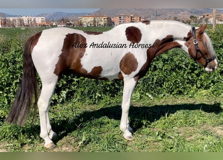 Andalusier Blandning, Hingst, 5 år, 158 cm, Pinto