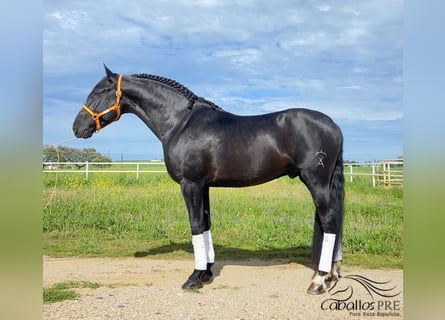 Andalusier, Hingst, 5 år, 166 cm, Svart