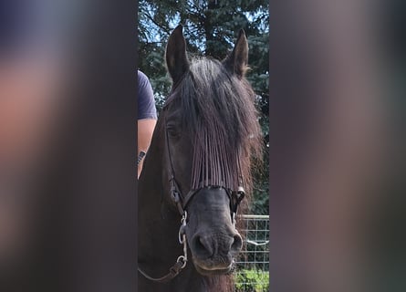 Andalusier, Hingst, 8 år, 158 cm