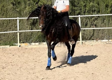 Andalusier, Hingst, 8 år, 163 cm, Mörkbrun